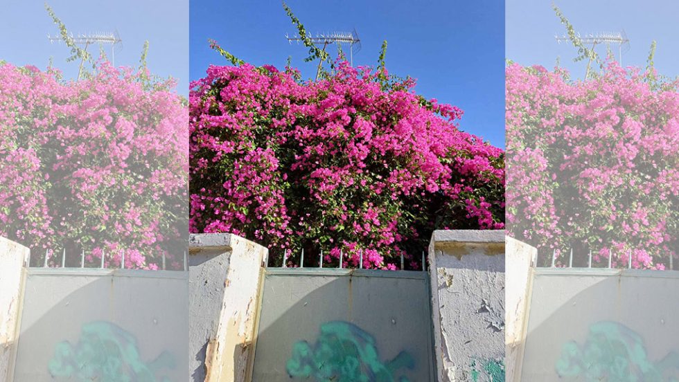 bougainvillea